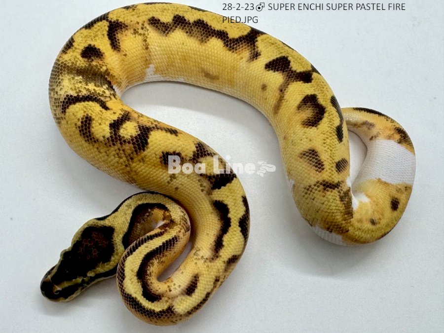 SUPER ENCHI SUPER PASTEL FIRE PIED
